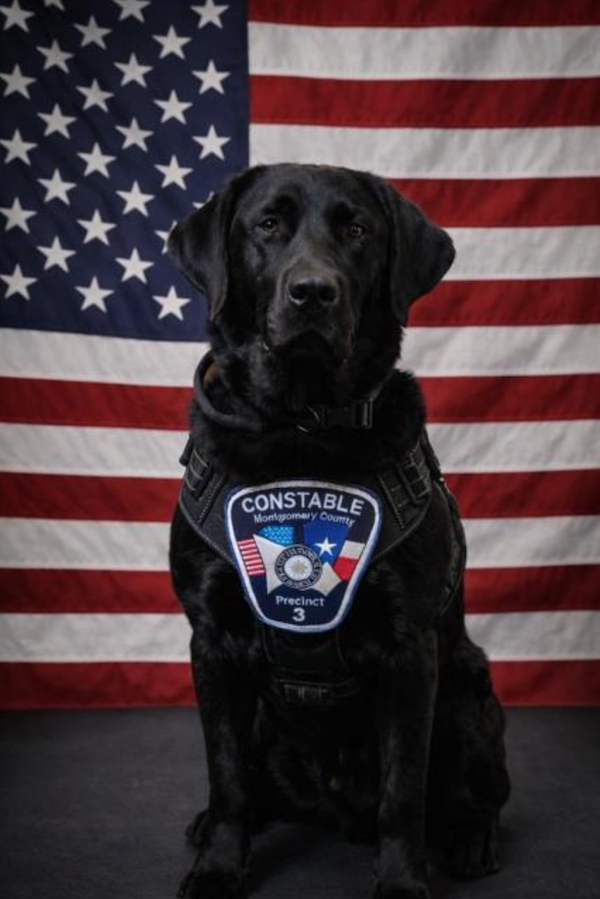 K9 Andy at Montgomery County Constable Pct. 3