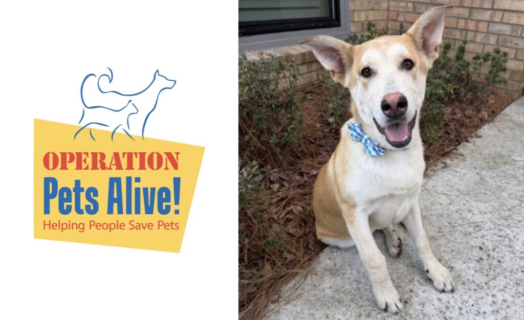 Biscuit – Operation Pets Alive Pet of the Month