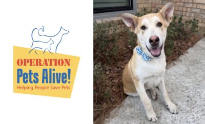 Biscuit - Operation Pets Alive Pet of the Month