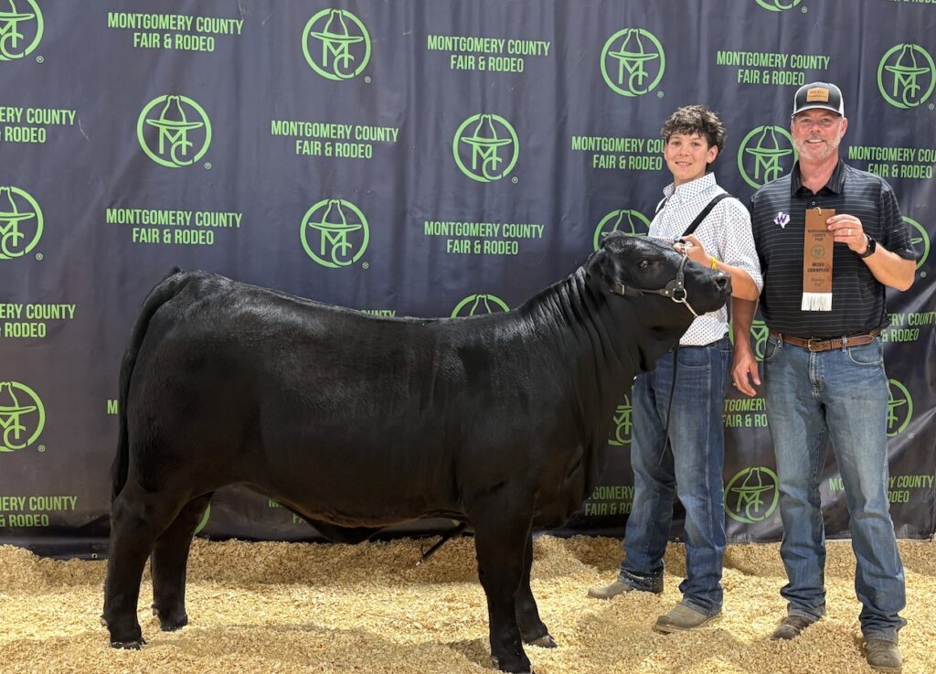 The Woodlands Christian Academy Student Hayes and His Heifer