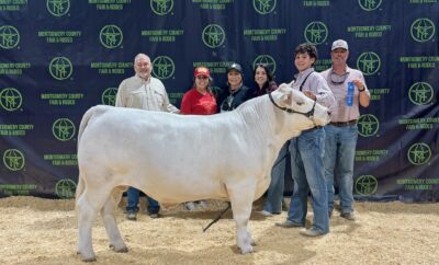 The Woodlands Christian Academy Student Hayes and His Steer