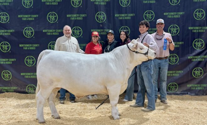 The Woodlands Christian Academy Student Hayes and His Steer