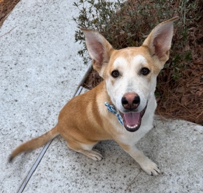 Biscuit - Operation Pets Alive Pet of the Month