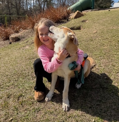 Biscuit; Photo courtesy of Operation Pets Alive