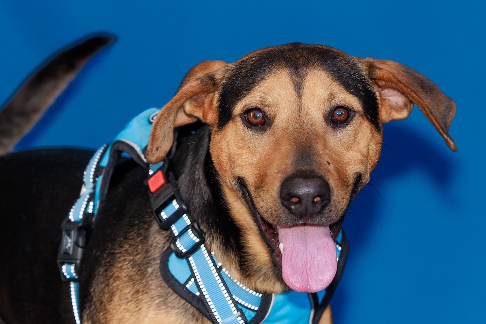 Operation Pets Alive Pet of the Month Cody