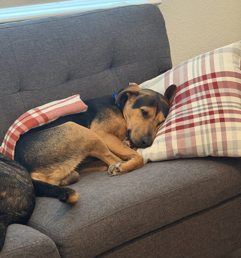 Operation Pets Alive Pet of the Month Cody