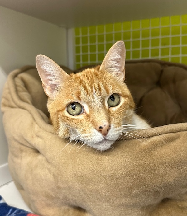 Pet of the Month Sunny with Operation Pets Alive