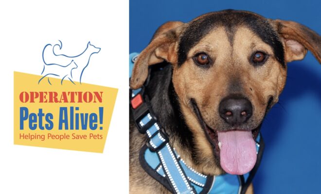 Pet of the Month with Operation Pets Alive: Meet Cody
