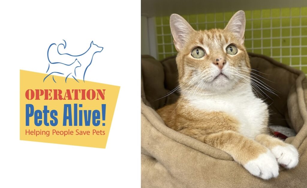 Pet of the Month with Operation Pets Alive: Meet Sunny
