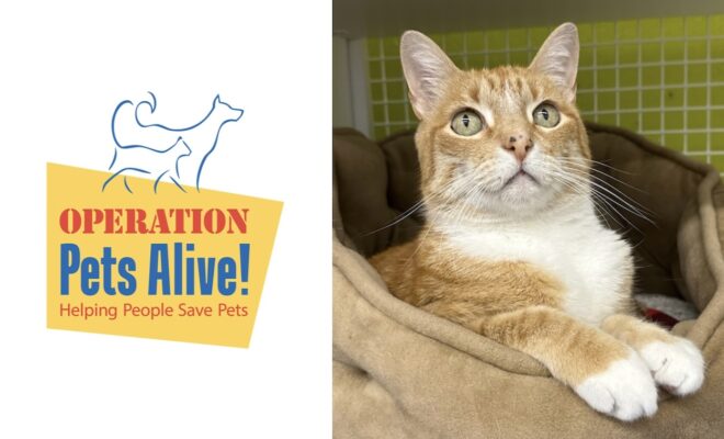 Pet of the Month with Operation Pets Alive: Meet Sunny