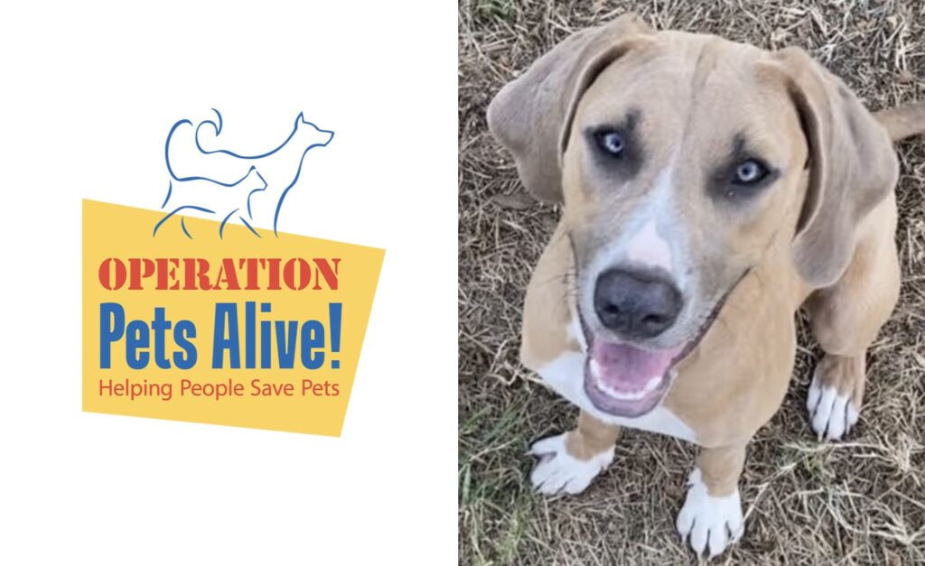 Pet of the Month with Operation Pets Alive Stormy