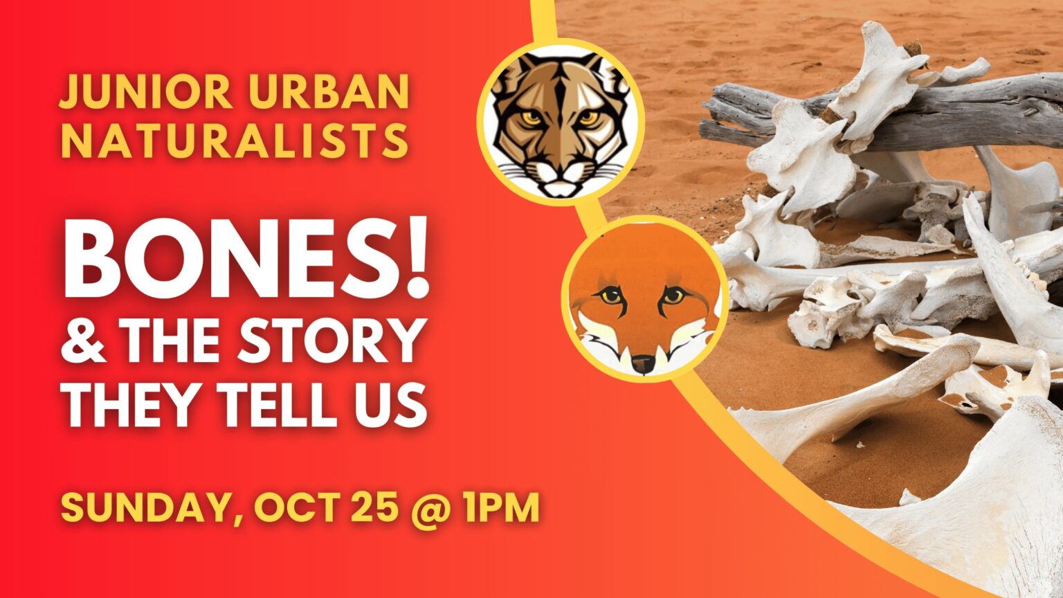 Bones-The-Story-They-Tell-Us-1536x864 image