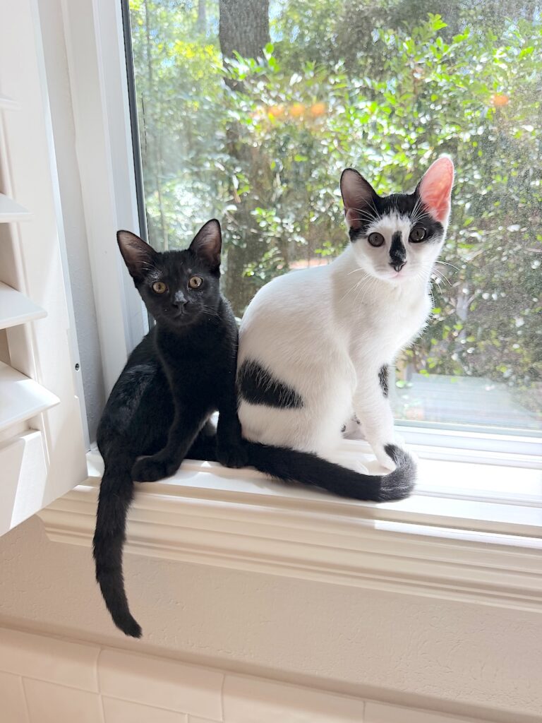Pet of the Month with Operation Pets Alive: Meet Moo & Olivia