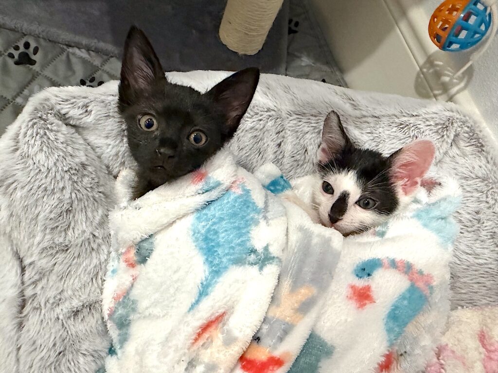 Pet of the Month with Operation Pets Alive: Meet Moo & Olivia